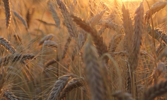 Nachhaltigkeit Getreide